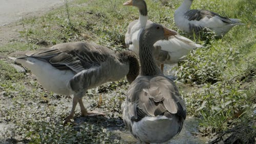 Close-Up View of Ducks on Grass