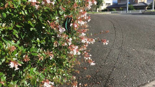 Butterfly Pollinating on the Flowers