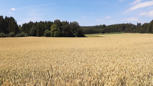 Wheat Field Under Blue Sky During Daytime