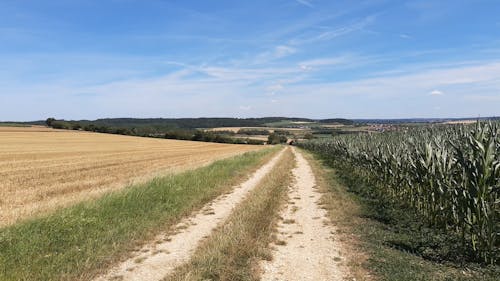 Unpaved Pathway Between Two Farm Fields Under Blue Sky