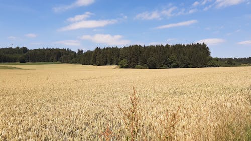 Wheat Field Under Blue Sky During Daytime