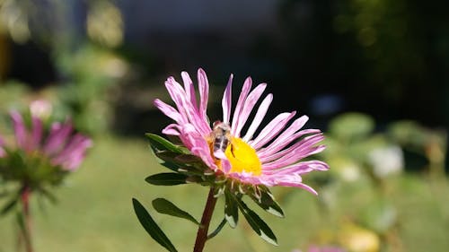 Shallow Focus of Honeybee Pollinating on a Pink Flower