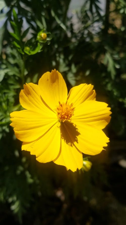 Close Up View of a Beautiful Yellow Flower