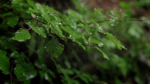 Close-Up View of Green Leaves While Raining