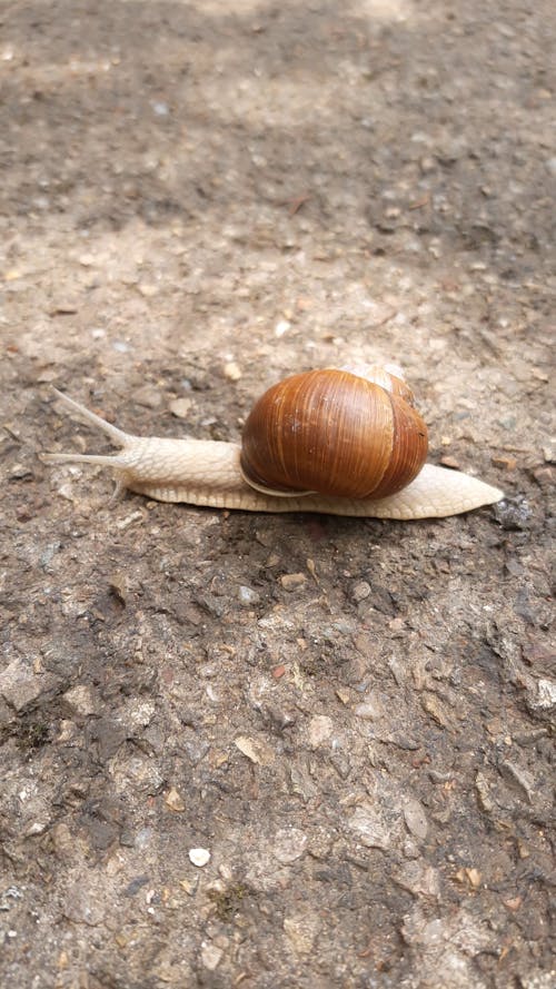 Snail Crawling on the Ground
