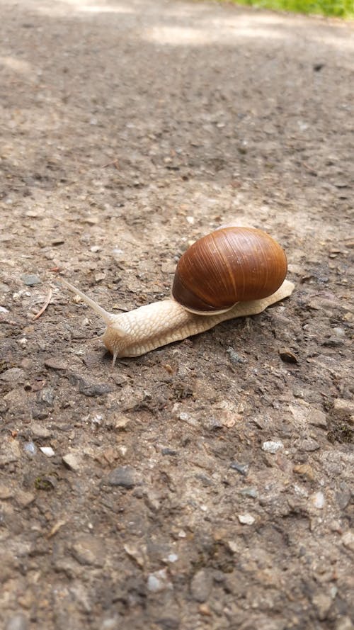 Snail Slowly Crawling on the Ground