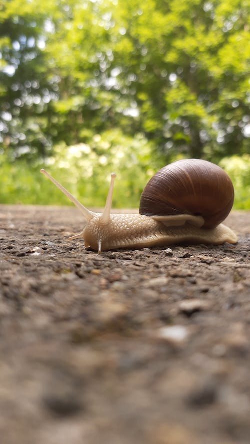 Close-Up View of a Snail Slowly Crawling on the Ground