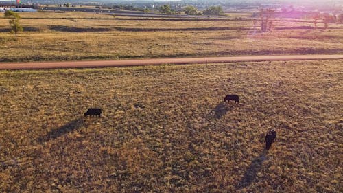 Drone Footage of Cows Grazing on Grass Field