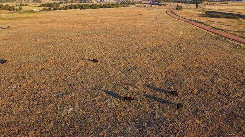 Aerial View of Cattles in a Grassland