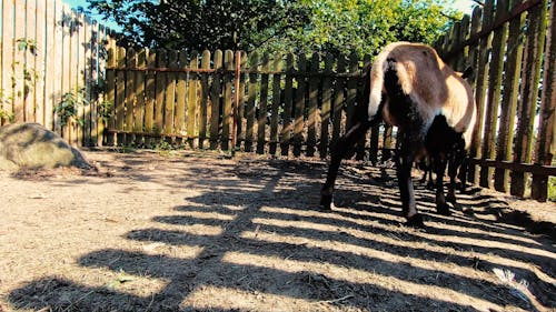 Close Up Video of a Goat