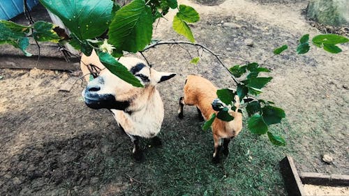 Goats Eating Green Leaves from a Tree Branch