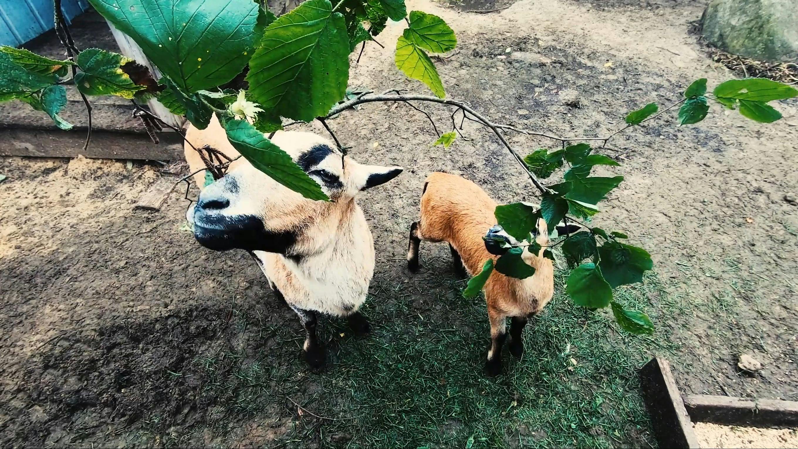 Goats Eating Green Leaves from a Tree Branch · Free Stock Video