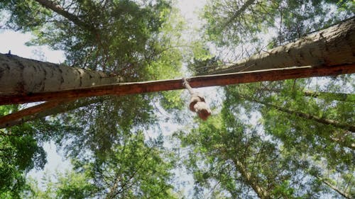 Low Angle Shot of a Rope Hanging from Tree