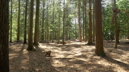 A Cinematic Tracking Video Shot of a Dense Forest