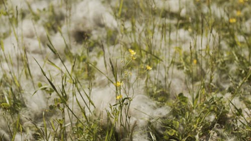 Macro Shot of Grass on the Fields