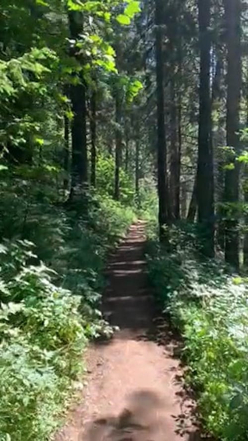 Tracking Shot of a Forest Trail