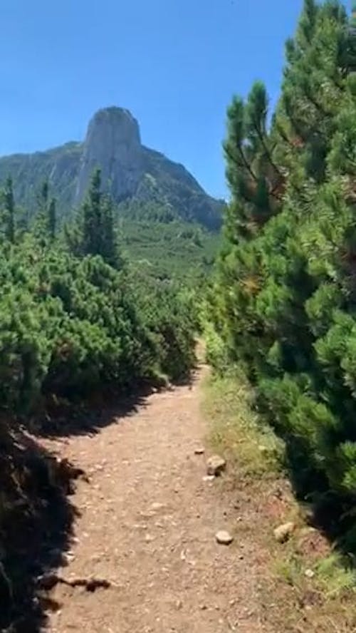 Natural Trails in Forest