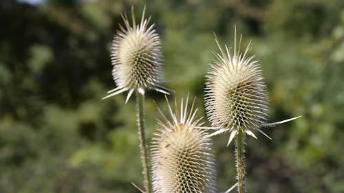 The Spiky Flower Buds Of A Thistle Flowers