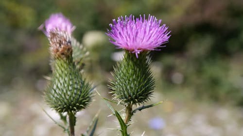 Close-up Footage Of A Blooming Thistle Flowers