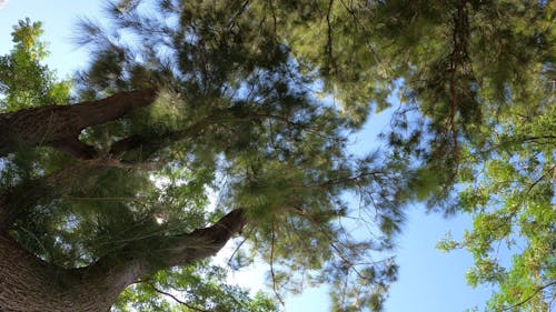 Tall Trees In The Forest