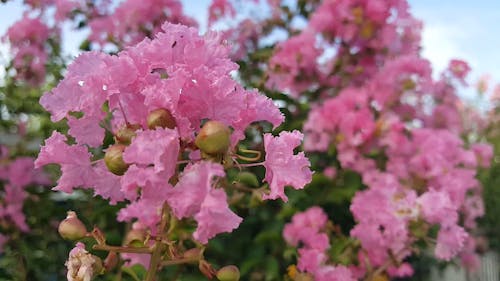 Blooming Pink Flowers Of A Flower Bearing Plant