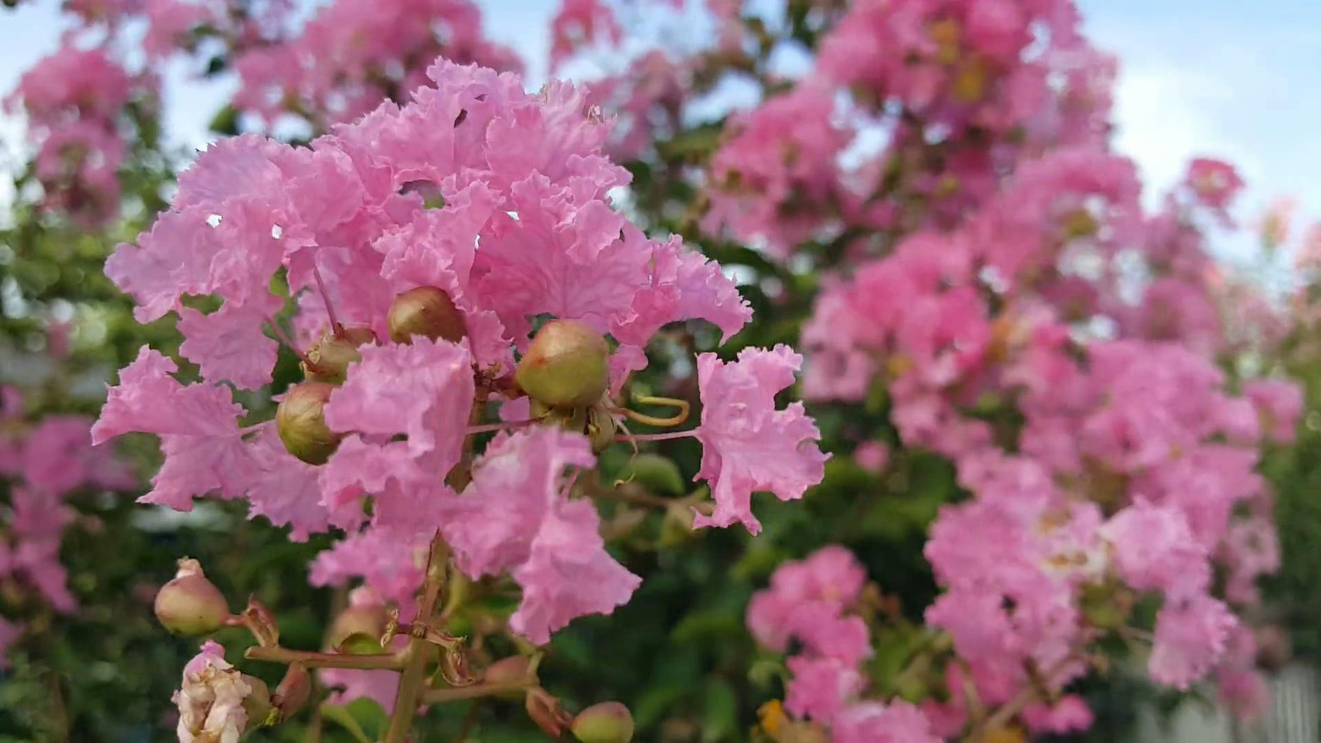 Blooming Pink Flowers Of A Flower Bearing Plant · Free Stock Video