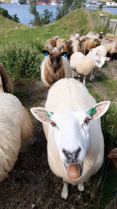 Herd of Sheep and Goats at a Village