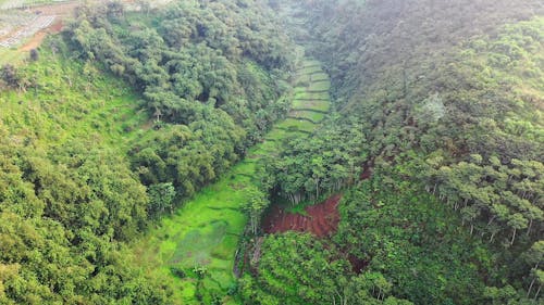 Rice Fields In The Mountain Valley