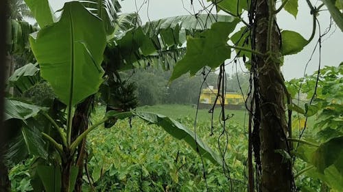 Heavy Rainfall On A Rainy Day