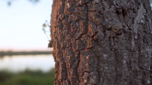 Ants Crawling On A Tree Bark