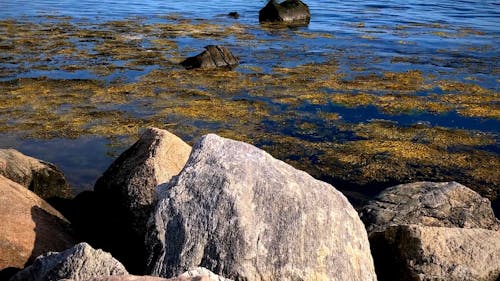 A Sea Bird Perched On A Rock Above The Sea Surface