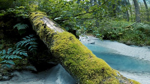 The Beautiful Scenery Inside A Forest