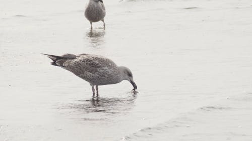 Seagull on Beach Shore While Scratching Itself