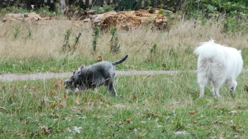 Dogs on Green Grass