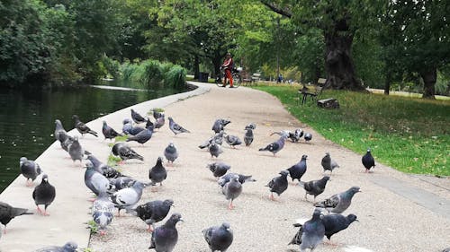 Pigeons Feeding in the Park
