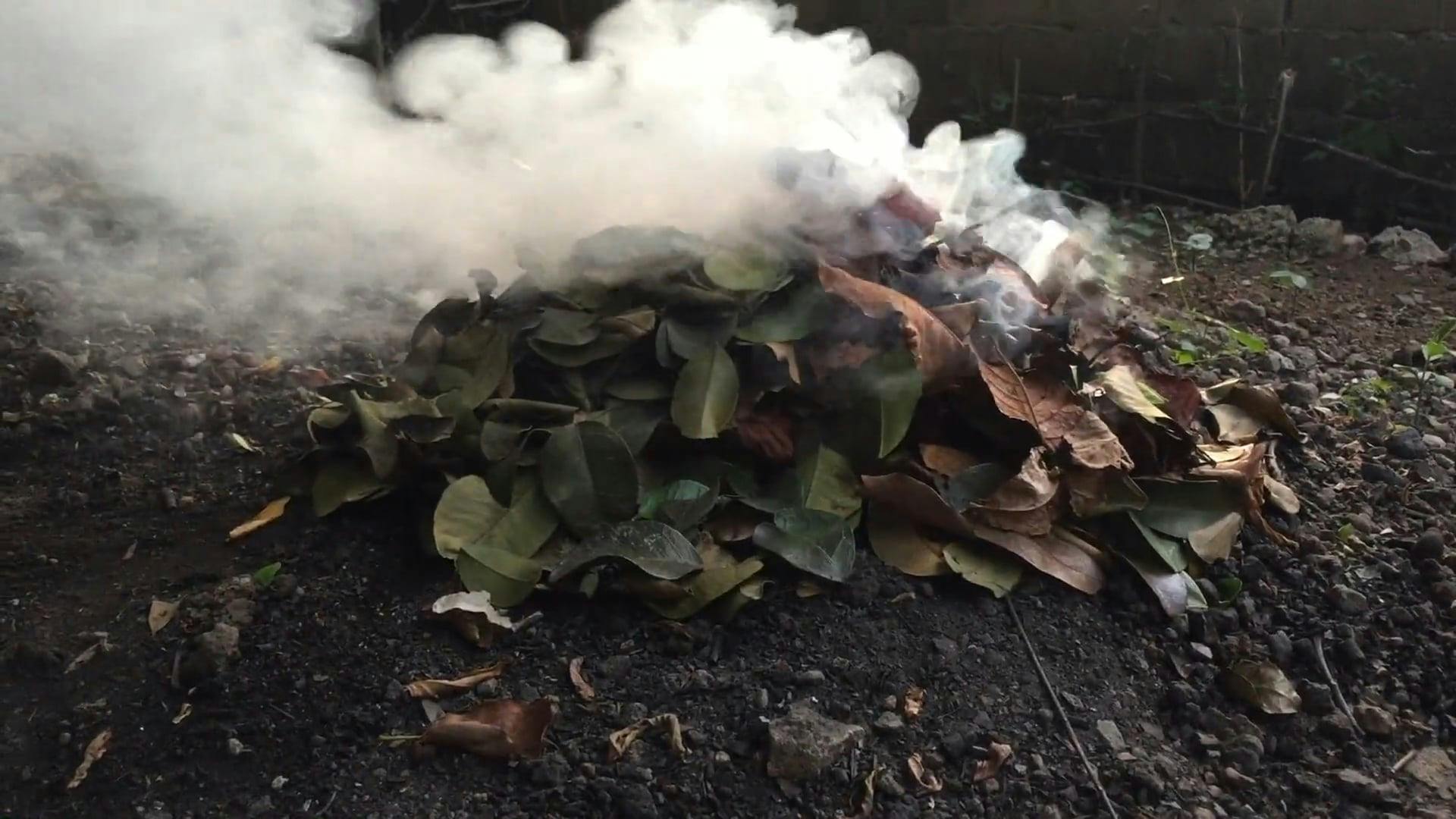 Dried Leaves Burning Free Stock Video Footage, RoyaltyFree 4K & HD