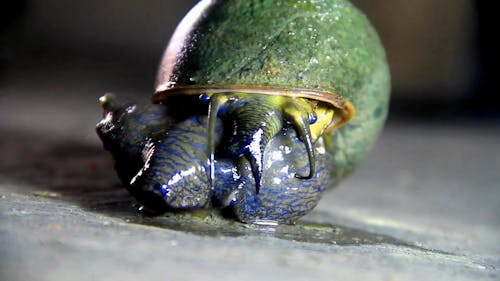 Close Up View of a Crawling Snail