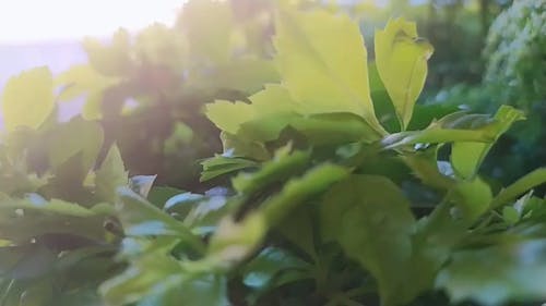 Close Up Shot of a Tree with Green leaves · Free Stock Video
