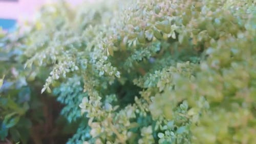 Close Up Shot of Plant Leaves