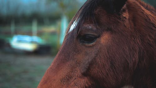 A Close-Up of a Brown Horse