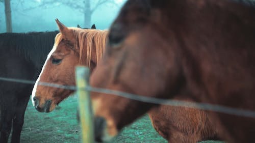 Horses on a Farm