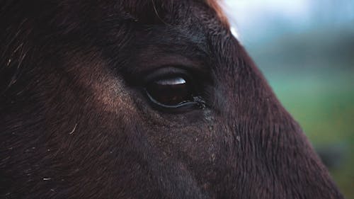 Close-up Footage Of A Horse Eye