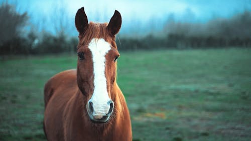 Shallow Focus Of A Brown Horse