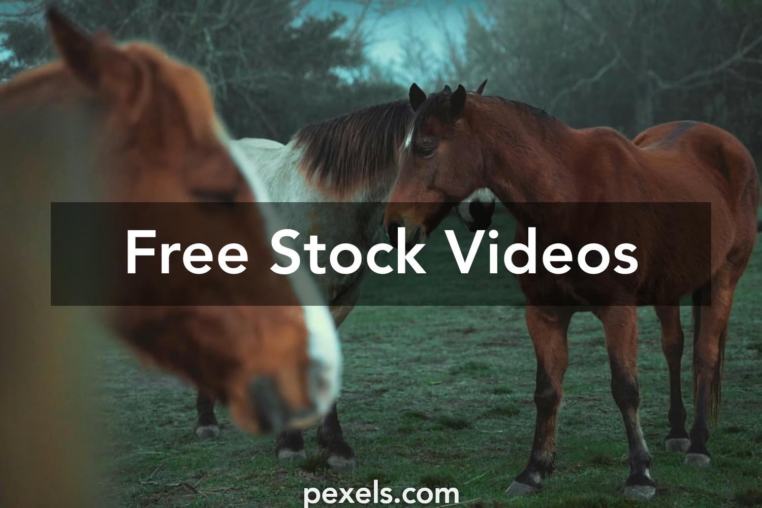 Animal Husbandry Videos, Download The BEST Free 4k Stock Video Footage & Animal  Husbandry HD Video Clips