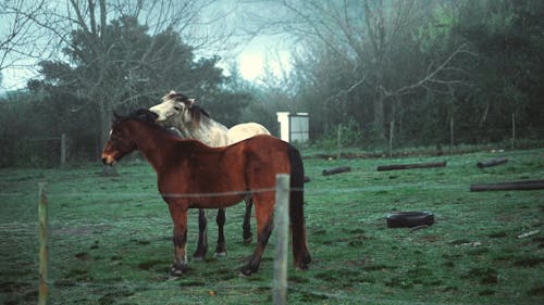 Twee Paarden Op Weiland