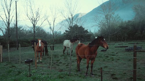 Caballos En Un Pastizal