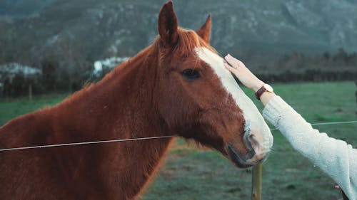 Een Persoon Die Het Hoofd Van Een Bruin Paard Streelt