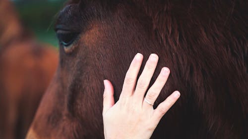 Close-Up View of Persons's Hand Touching a Brown Horse's Head