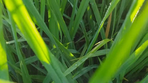 Close-Up View of Blades of Grass