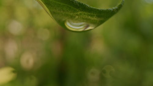Focused Shot Of A Dewdrop From A Leaf